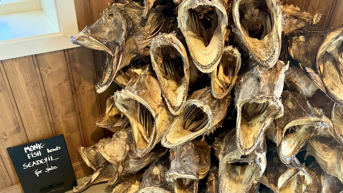 罗弗敦 (Lofoten) 的萨克里岛上 (Sakrisøy) 的安妮塔海鲜餐厅 (Anita’s Sjømat) 中售卖的安康鱼头干