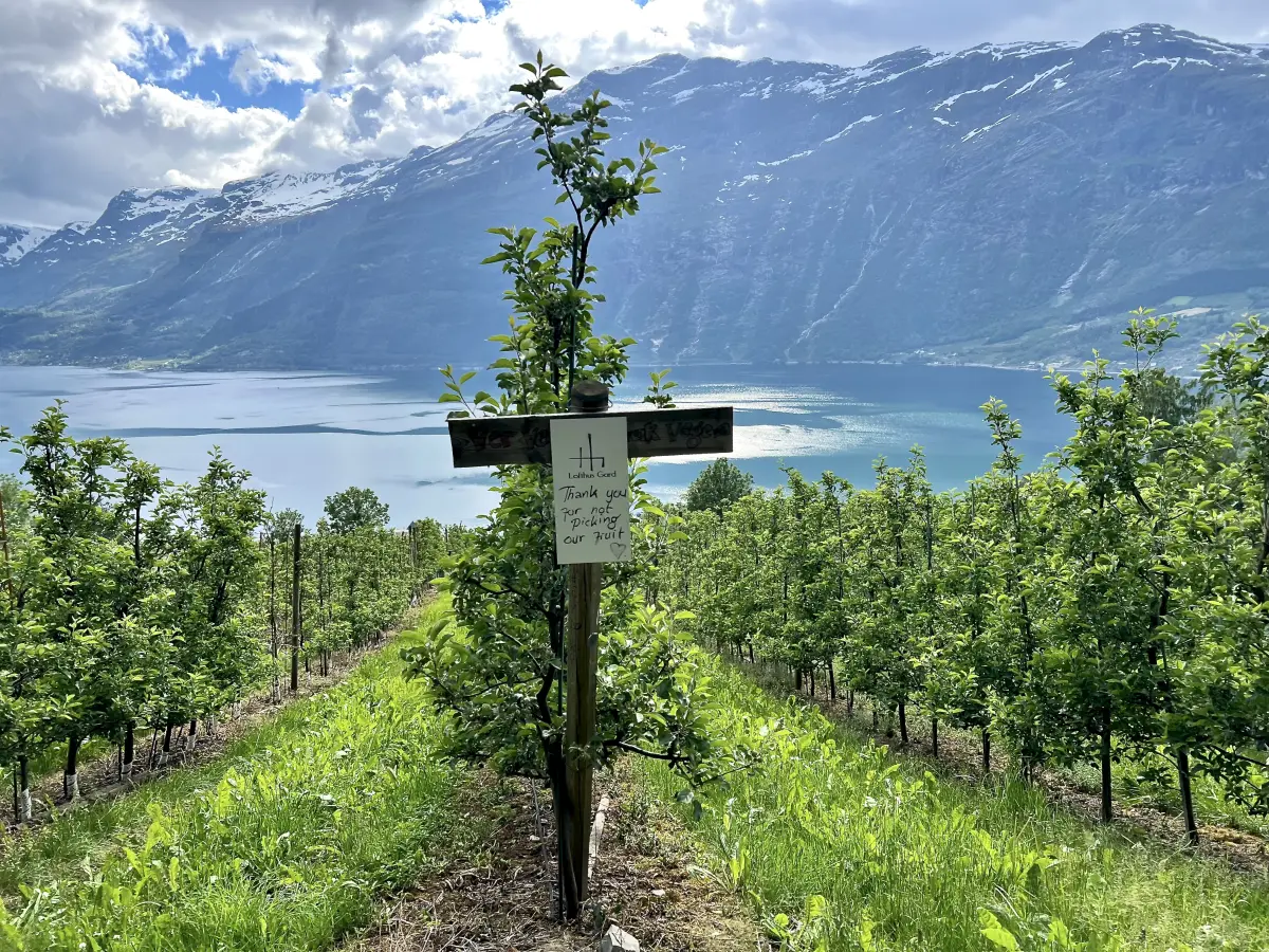 哈当厄尔峡湾的水果之路 (Hardanger Fruit Trail)